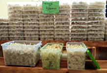 Best Indonesia Birdnest by Seawijh sarangwalet