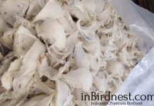 Mengenal standart export sarang walet ke dunia raw-indonesian-birdnest