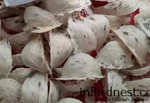 Mengenal Sarang Putih Burung Walet raw-plonthos