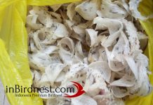 Ekspor Sarang Burung Walet ke China Mengalami Peningkatan