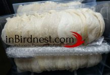 Mengenal Jenis Sarang walet di Indonesia sarang burung walet