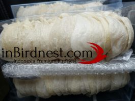 Mengenal Jenis Sarang walet di Indonesia sarang burung walet