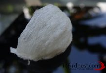 Fakta Tersembunyi & Nutrisi Sarang Burung Walet mangkok-Aa