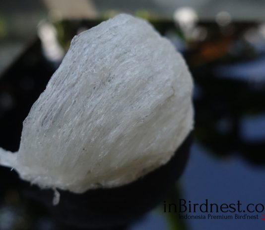 Fakta Tersembunyi & Nutrisi Sarang Burung Walet mangkok-Aa