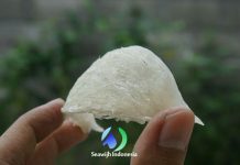 Sarang Walet Jogja Indo Birdnest