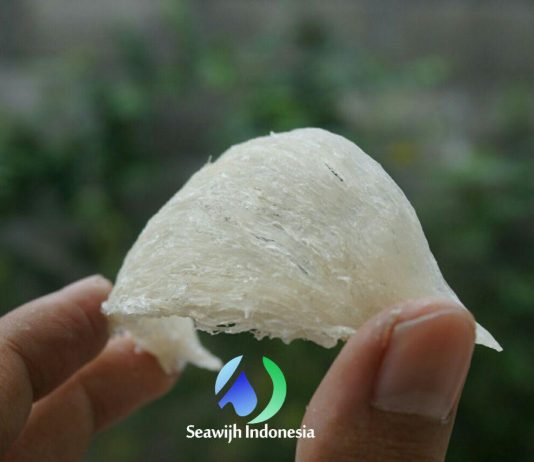 Sarang Walet Jogja Indo Birdnest