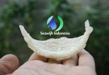Premium Quality of Indonesia Birdnest Sarang Walet