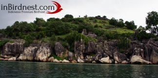 Mengapa Sarang Burung Walet Gua Menjadi Murah sarang walet gua