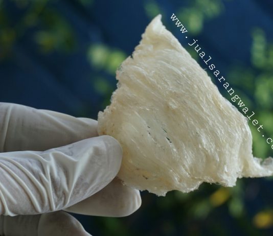 Jual Beli Sarang Walet di Indonesia jual beli sarang walet