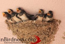 Suara Walet – Panggil , Inap , Kenali Rahasianya Suara Walet