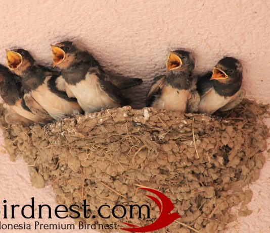 Suara Walet – Panggil , Inap , Kenali Rahasianya Suara Walet