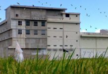 Sejarah 100 Rumah Burung Walet di Sebatik Kalimantan Utara rumah-burung-walet