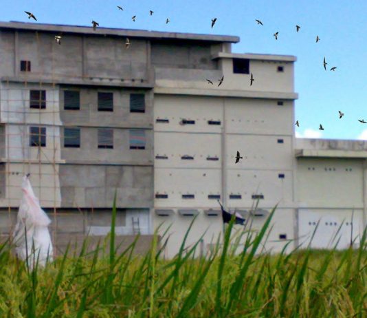 Sejarah 100 Rumah Burung Walet di Sebatik Kalimantan Utara rumah-burung-walet